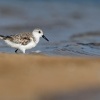 Jespak pisecny - Calidris alba - Sanderling o1939